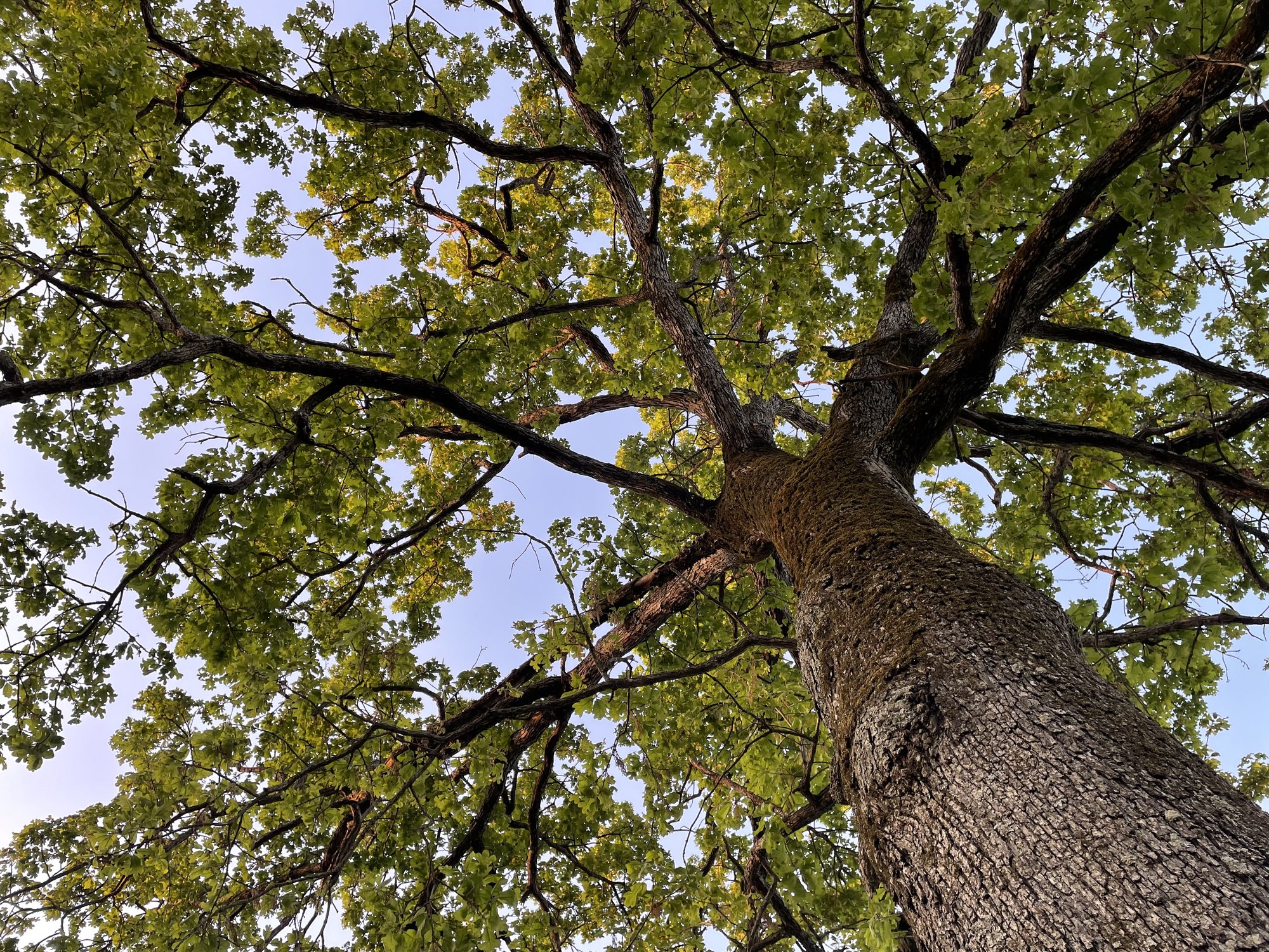 Ancient oak tree on the Warbridge property