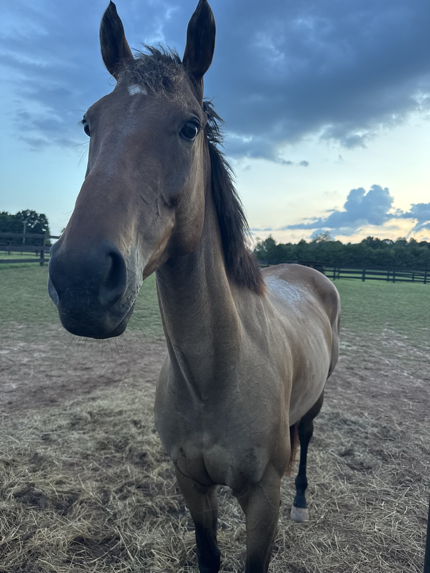 Close-up portrait of a buckskin against a dramatic sunset sky