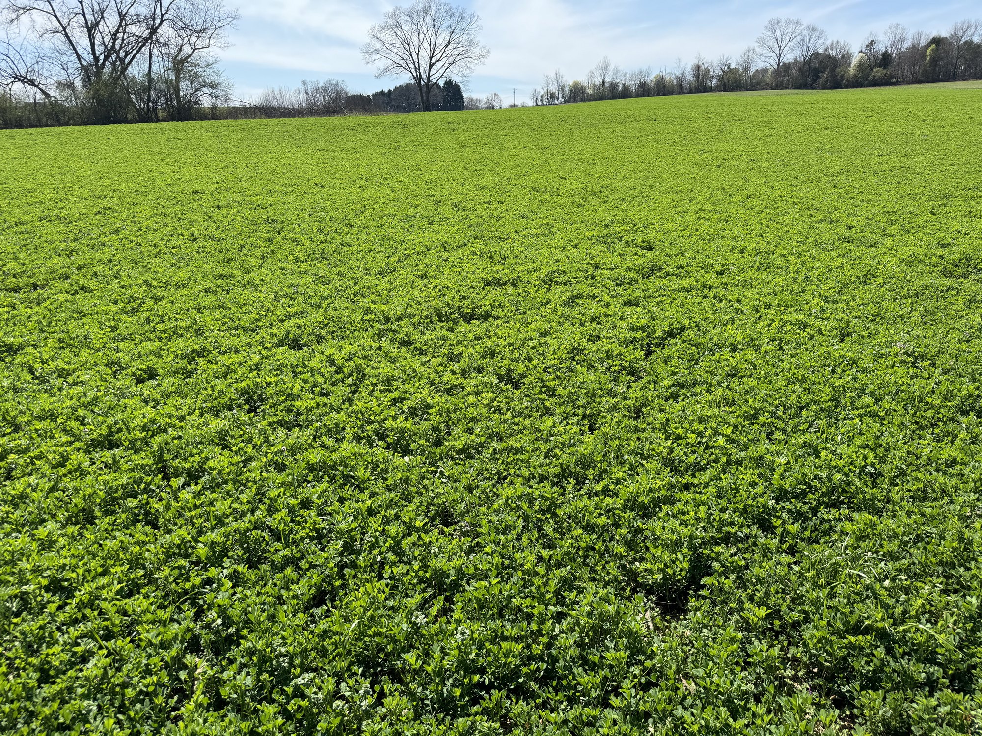 Early spring Alfalfa pushing up under bare-branched trees