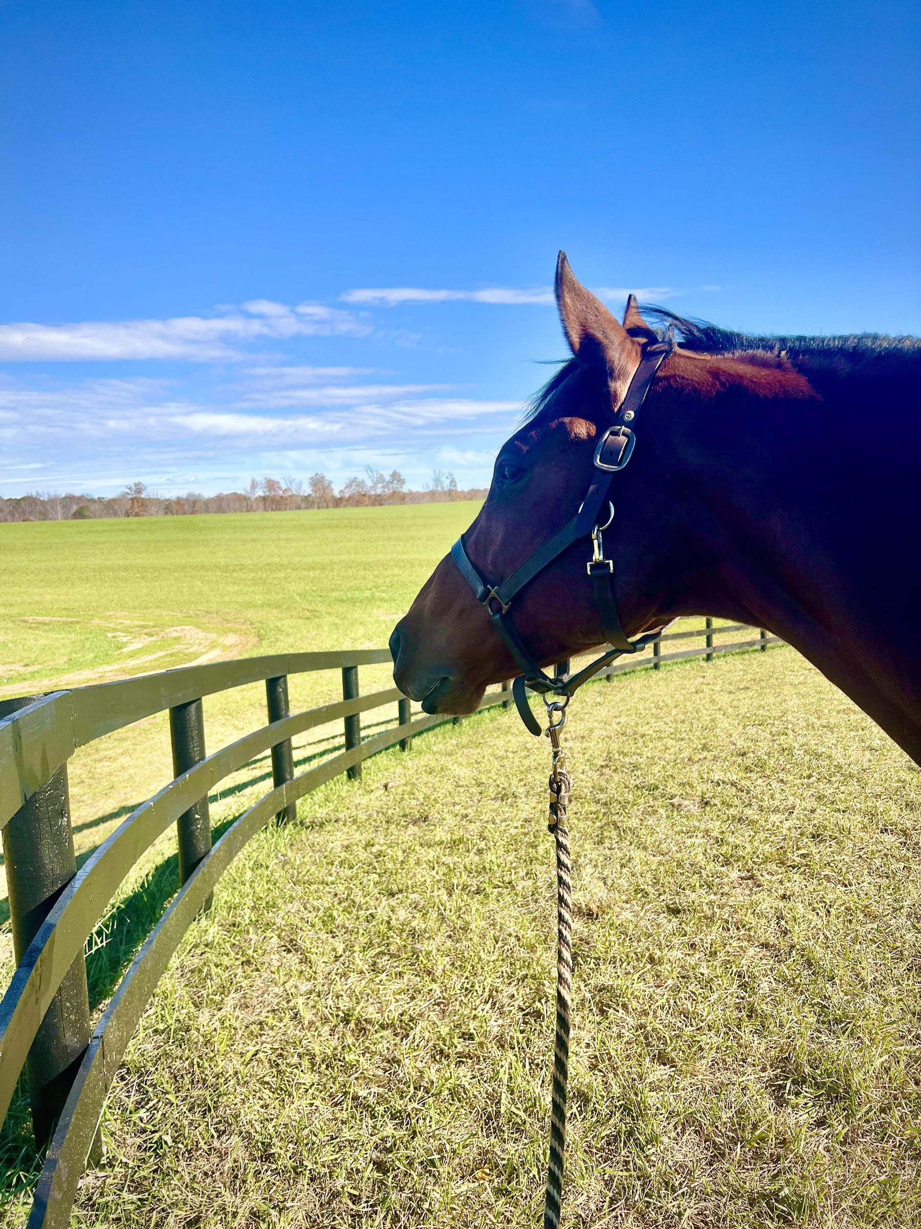 Horse portrait against a clear blue sky