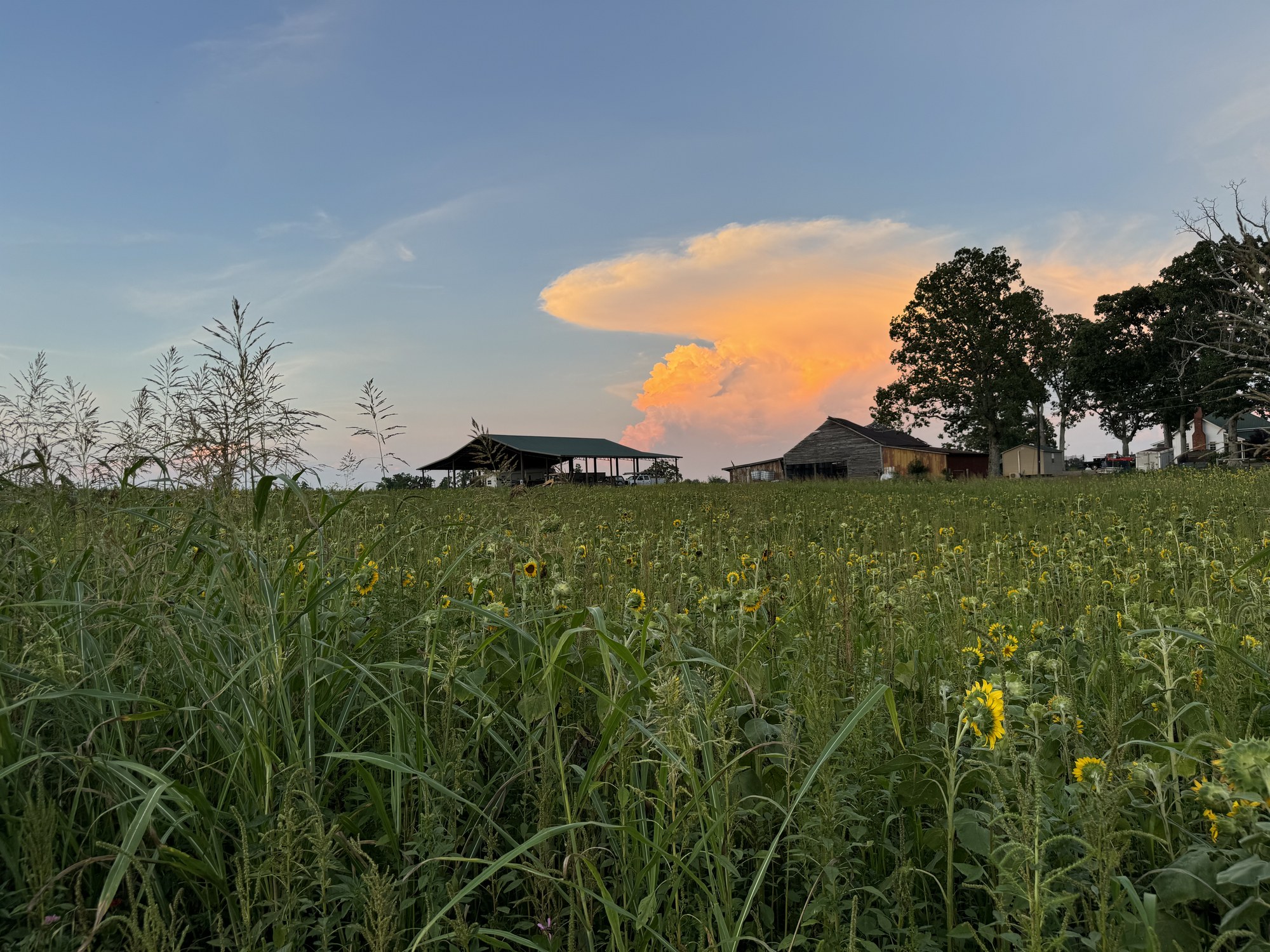 Sunflower field with the farm barn under a dramatic sunset thunderhead