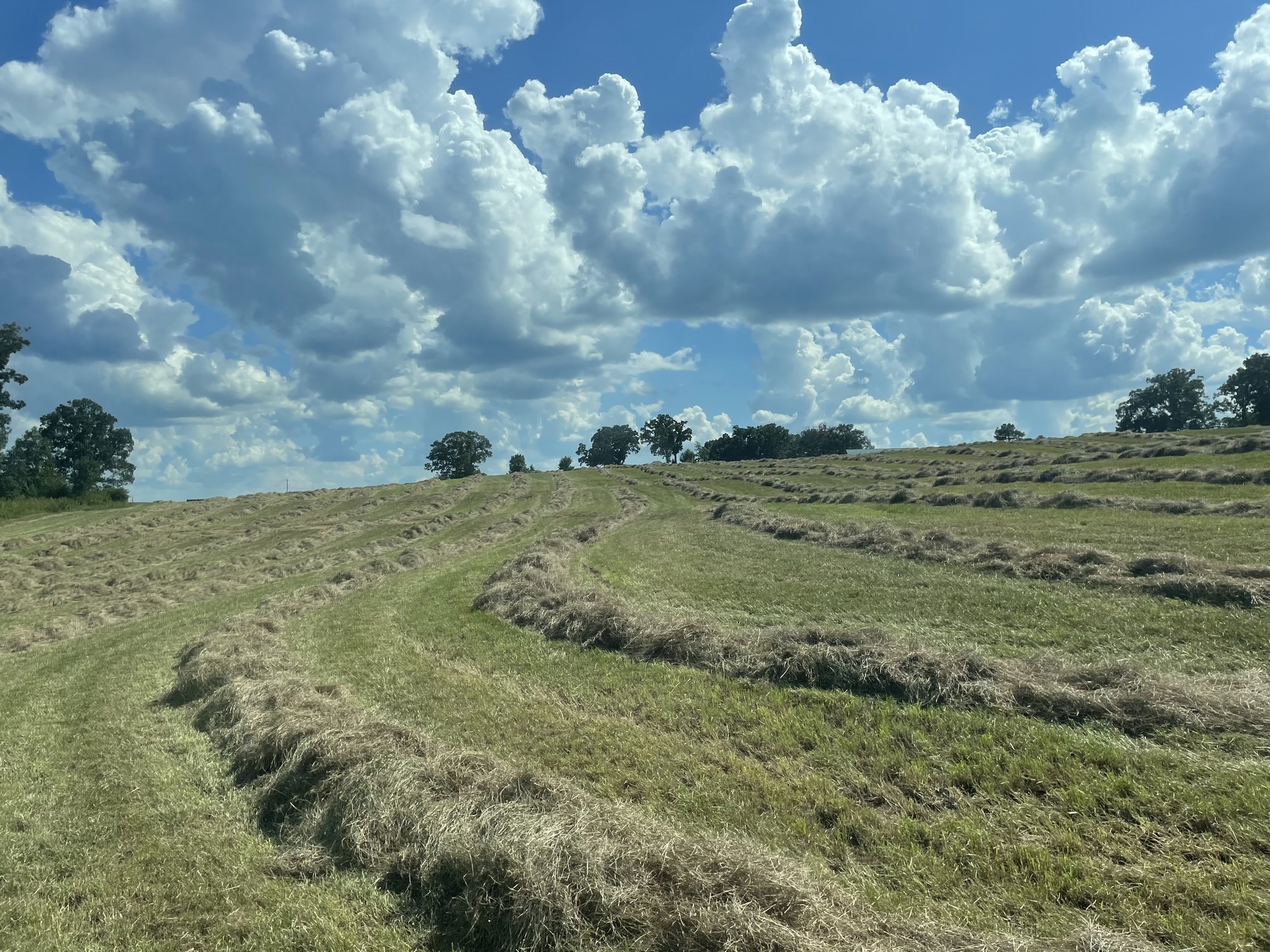 Windrows running up a rolling hill beneath a sky of towering cumulus